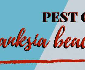 Pest Control Banksia Beach