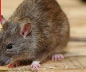 Pest Control Highfields