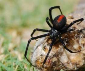 Pest Control Highfields