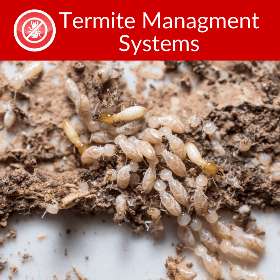 Dedant Building and Pest Inspections Gold Coast