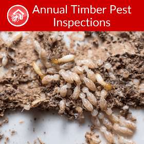 Dedant Building and Pest Inspections Gold Coast