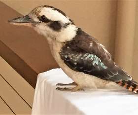 serenitanoosa.com.au