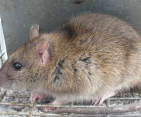 Rat Pest Control Brisbane