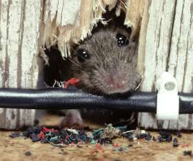 Rat Pest Control Brisbane