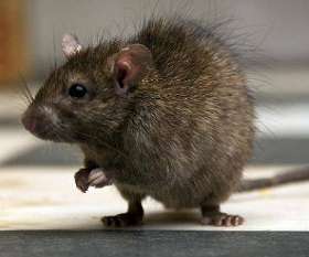 Rat Pest Control Brisbane