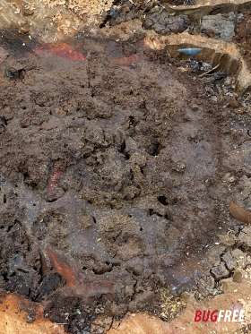 BugFree Pest Control Sydney  