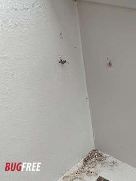 BugFree Pest Control Sydney  