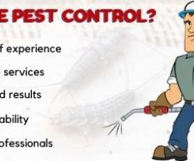 Ace Silverfish Control Brisbane