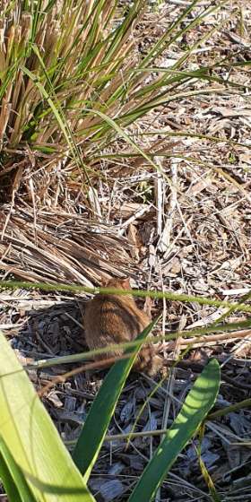 Adaptable Pest Control