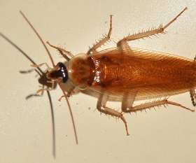 Adaptable Pest Control