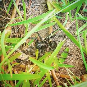 Adaptable Pest Control