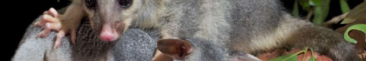 Humane Possum Removal Banner