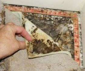 Carpet Cleaning Brisbane