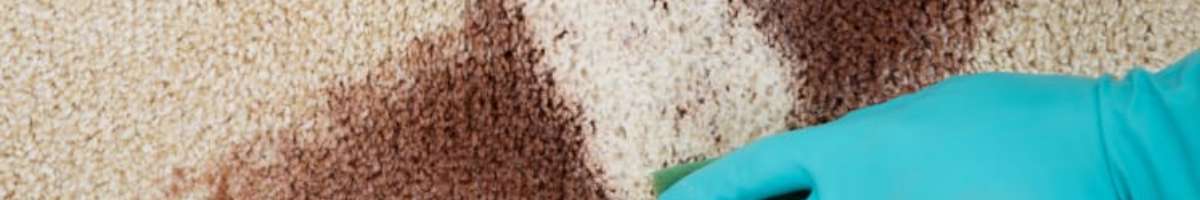 Carpet Cleaning Springfield Lakes Banner