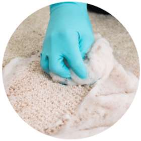 Carpet Cleaning Logan