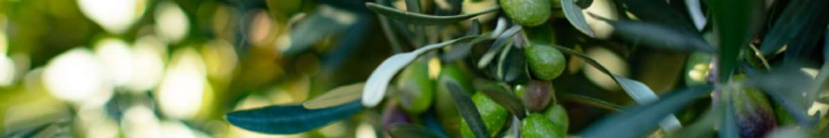 Riverina Grove Banner