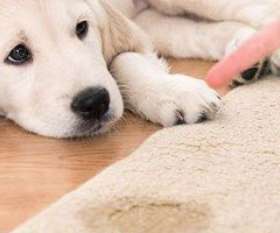 Carpet Cleaning South Yarra