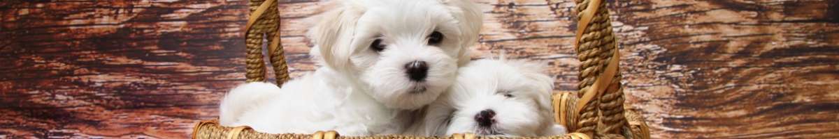 Coops and Cages Pet Enclosures Banner