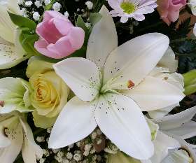 treeoflifeservices.com.au