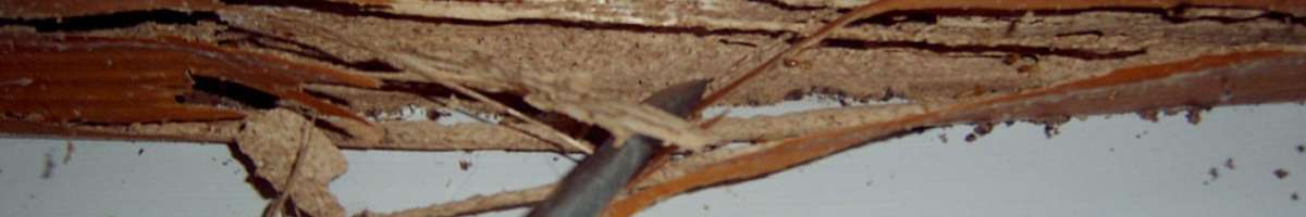 Wildman Building & Pest Inspections Banner