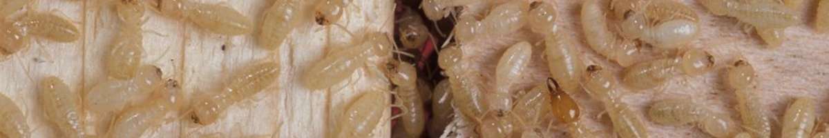 Pest Control Dee Why Banner