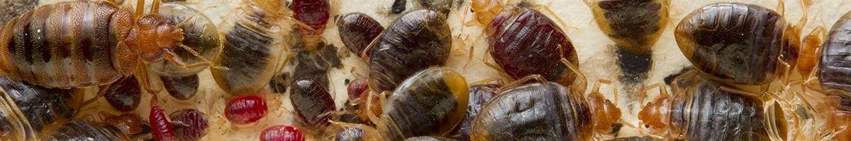 Pest Control Hornsby Banner