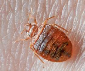 Pest Control Hornsby