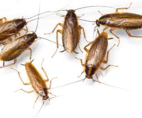 Pest Control Hornsby