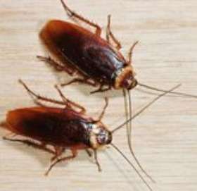 Pest Control Mornington