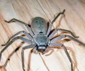 Pest Control Mornington