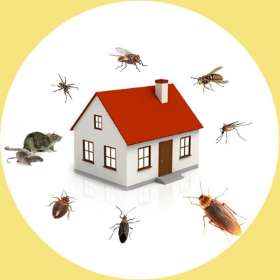 Pest Control Cranbourne