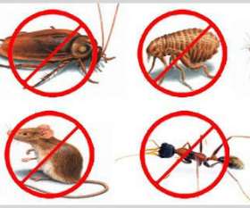 Pest Control Cranbourne
