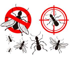 Pest Control Cranbourne