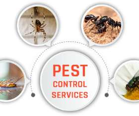 Pest Control Waterloo