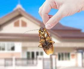 Pest Control Waterloo