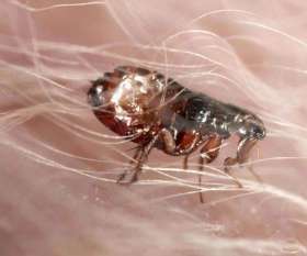 Pest Control Waterloo