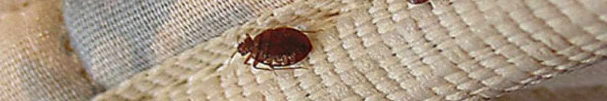 Pest Control O'Connor Banner