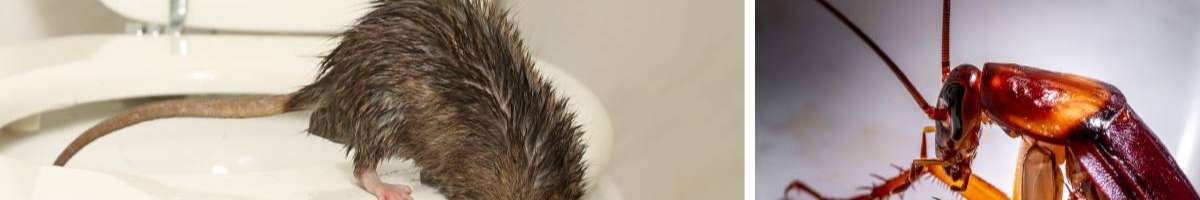 Pest Control Bendigo Banner