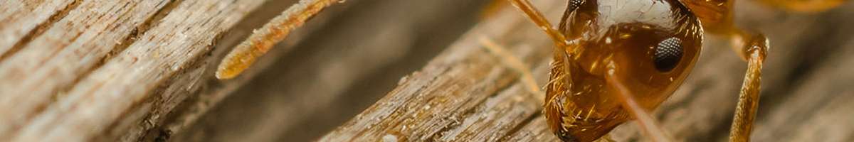 Pest Control Sydney Banner