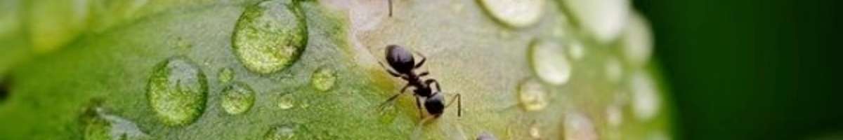 Toms Pest Control Adelaide Banner