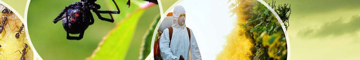 Eco Safe Pest Control Perth Banner