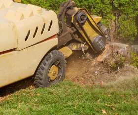 Complete Stump Removals