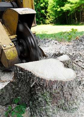 Complete Stump Removals