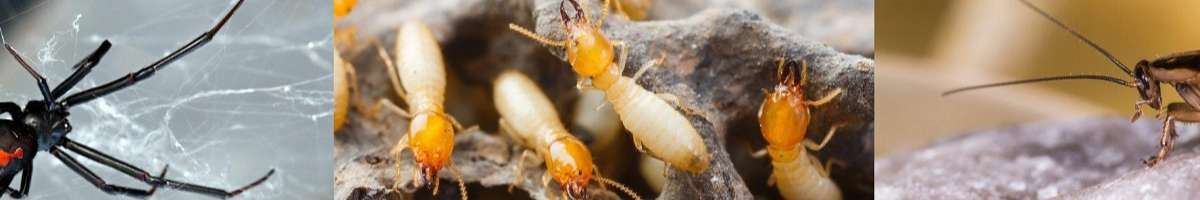 Pest Control Maylands Banner