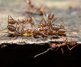 Pest Control Maylands