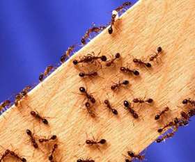 Pest Control Mount Lawley
