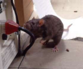 Pest Control Mount Lawley