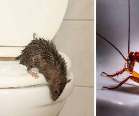 Pest Control Cottesloe
