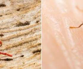 Pest Control Doubleview