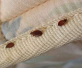 Pest Control Berwick